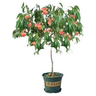 桃树果苗盆栽果树果苗南方种植室内客厅大型植物阳台四季好养花卉