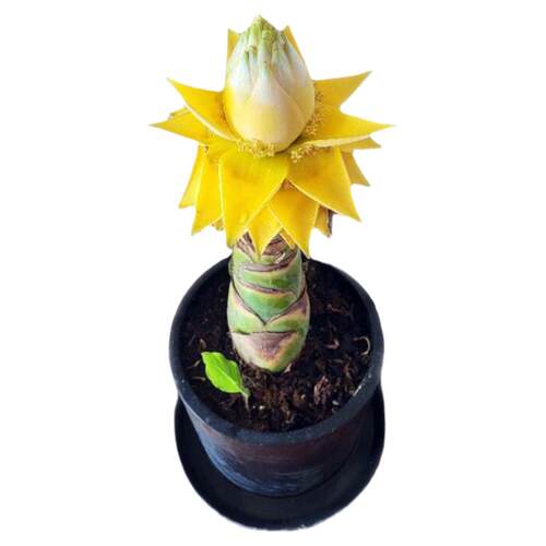 地涌金莲带花苞千瓣莲花云南大型花卉植物可室内室外易栽易活包活