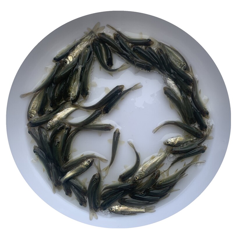螺丝青鱼苗黑鲩鱼灰黑草鱼淡水鱼