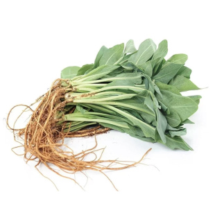 板蓝根种子青菜乌斯曼种子板蓝根苗籽种四季种植清热解毒植物种孑