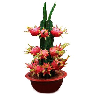 火龙果树果苗南方北方种植特大红肉红心火龙果苗盆栽地栽当年结果