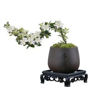 六月雪盆景悬崖红花茶桌禅意室内窗台小绿植物办公室茶几桌面盆栽