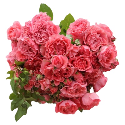 海妈家自产月季花苗易养护包对版