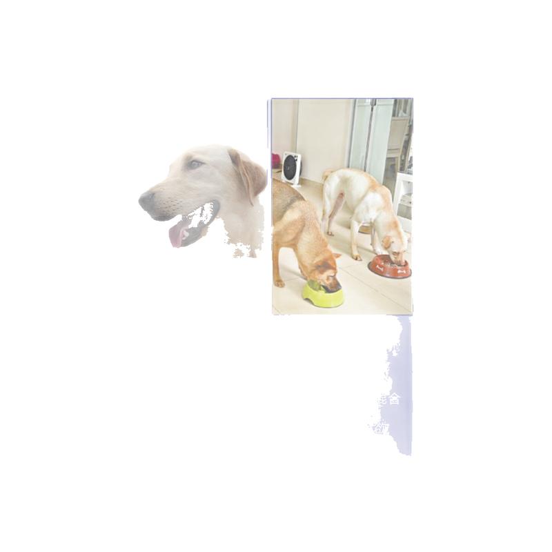 贝蒂400g比熊幼犬鸡肉干包邮