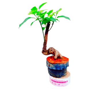 办公室内景香樟树盆栽老桩苗绿植一物一拍年四季常青名贵矮化花木