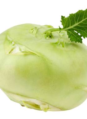 东北卜留克恰玛古芜菁苤蓝种子