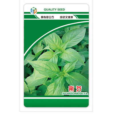 正宗大叶荆芥种子河南香芥菜