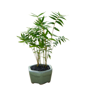 米竹盆栽室内造景绿植微景观植物摆件书房茶室桌面竹子盆景好养