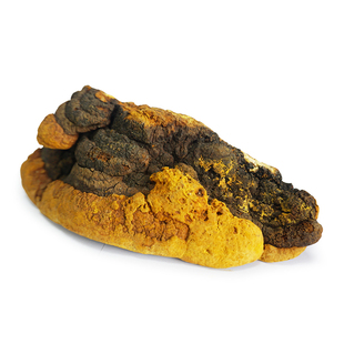 桑黄野生灵芝杨树桑黄5厘米以上特级1公斤160元