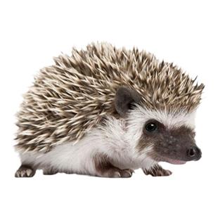 非洲迷你刺猬活物送笼子刺猬宠物已打疫苗纯种刺猬幼崽活体小宠物