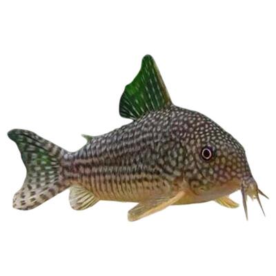 珍珠鼠鼠鱼热带淡水清洁