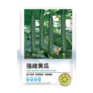 强雌黄瓜种子老品种带刺高产旱黄瓜春秋四季阳台庭院蔬菜种籽大全