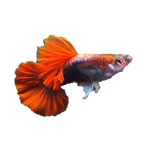 巴西折扇孔雀鱼包红扇红礼服精品临产怀孕母鱼草缸精品大尾巴纯种