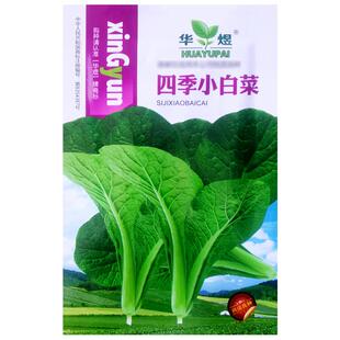 四季小白菜种子耐寒耐热易种青帮青菜种籽农家菜园阳台盆栽蔬菜孑