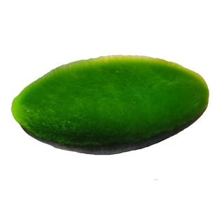 长绒藻藻石孢子引种短绒藻绿藻藻种藻源绿苔种猴水草鱼缸造景爆藻