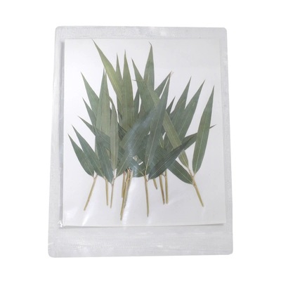 叶子干花饮品鸡尾酒装饰