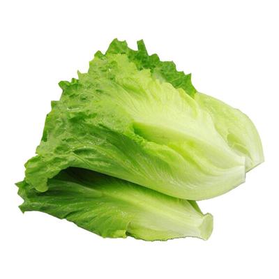 四季生菜苗带土秧苗紫叶奶油蔬菜