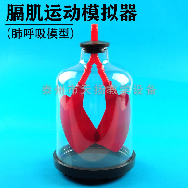膈肌运动模拟实验器肺人体中学生物实验模拟呼吸模型运动呼吸肺