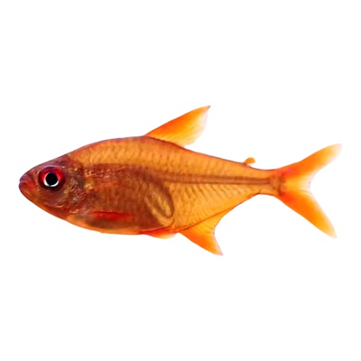 热带淡水鱼群游鱼灯科鱼颜色喜庆