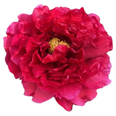 新品种焱红庭院观赏耐寒多年生