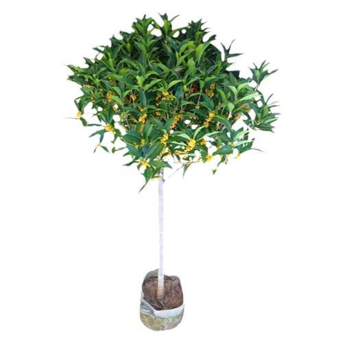 桂花树苗大树四季桂南北方种植室外庭院地栽金桂丹桂浓香花卉植物