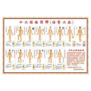 人体十二12经络穴位图解任督二脉中医养生保健穴位挂图海报写真