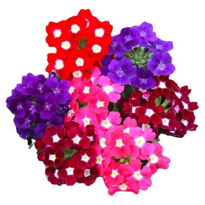 种子美女樱植物花籽四季