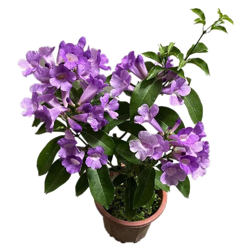 花苗庭院盆栽爬藤植物蒜香藤爬藤