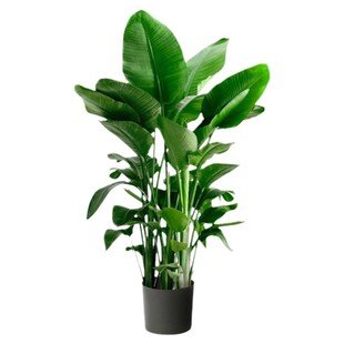 天堂鸟盆栽绿植室内大型客厅植物落地真树办公室鹤望兰大禄植花卉