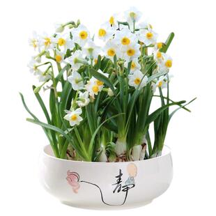 漳州水仙花种球水培植物耐寒好养花卉阳台室内重瓣洋水仙球根盆栽