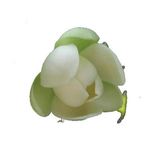 阳台庭院观花木本植物花卉 夜合花 夜香木兰 清香洁白 武夷木莲花