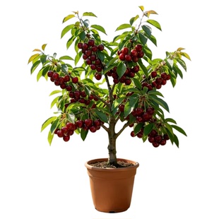 【带防伪】正宗车厘子树苗嫁接樱桃树苗特大庭院盆栽地栽当年结果