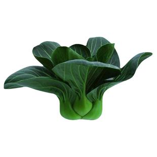 矮脚苏州青上海青青梗菜种子黑叶油菜籽阳台盆栽四季播蔬菜种孑