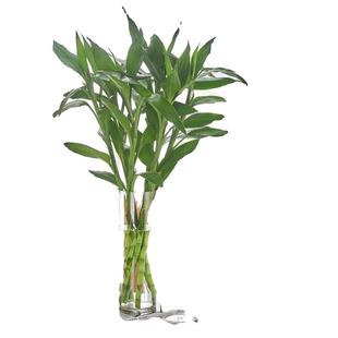 圣诞节轻奢高级感花瓶亚克力水培插花摆件客厅醒花桶桌面落地透明