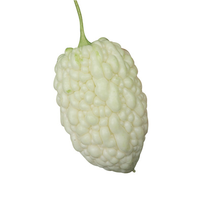 苹果苦瓜种子水果苦瓜籽