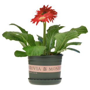 正品加伦花盆加厚树脂塑料花盆多肉绿萝阳台种花种菜月季特大清仓