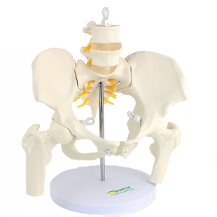 ENOVO颐诺活动女性骨盆模型瑜伽灵活腰椎盆骨旋转拆装转髋骨耻骨联合瑜伽SPA盆腔恢复康复矫正产后摸拟模型