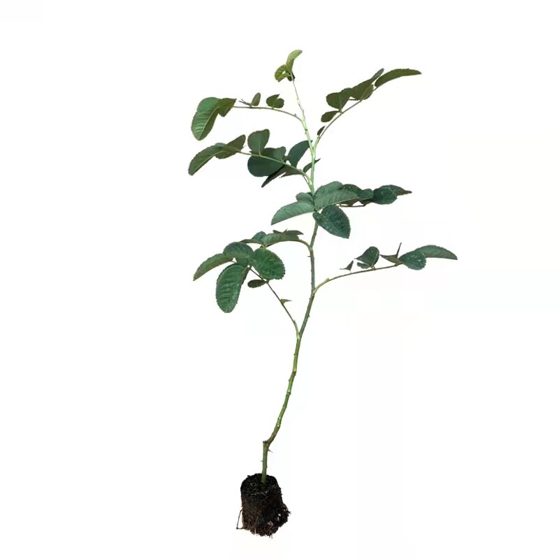 可食用玫瑰花苗四季浓香庭院易养
