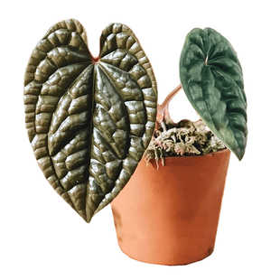 奢华花烛盆栽观叶绿植客厅阳台热带植物热植一物一拍植迷者