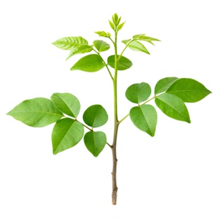 盐肤木树苗五倍子树苗中药材盆栽地栽庭院耐寒蜜源树绿化苗木植物