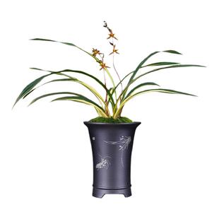 刘阁兰花苗 墨兰中透艺精品 黄金养老 冬带花苞出售好养高档花卉