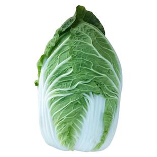 耐热大白菜种子夏阳白菜籽种早熟50抗热耐高温高产夏种秋播蔬菜籽