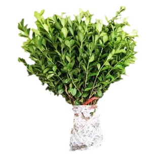 小叶女贞造型树苗金叶冬青球形树篱笆庭院绿化四季常青好养活耐寒