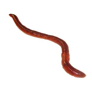 皇藏红蚯蚓太平二号散装盒装鲜活鱼饵饵料垂钓野钓鲤鱼活体乌龟食