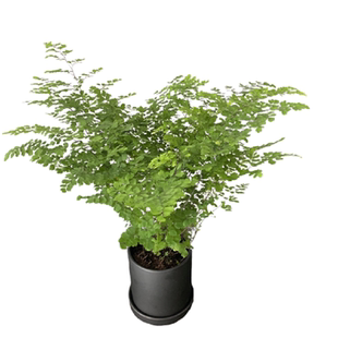 水培苔藓球铁线蕨盆栽吸水盆耐阴好养迷雾森林办公室室内绿植物