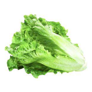 生菜种子春菜种籽蔬菜籽种大全阳台盆栽易种速生四季绿优生菜种孑