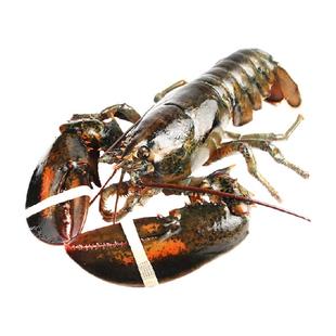 龙虾鲜活波士顿大龙虾加拿大龙虾特大波龙大澳龙海鲜小龙虾