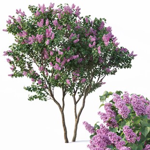 丁香花树苗浓香花卉开花阳台盆栽室外庭院别墅耐寒白紫色花苗