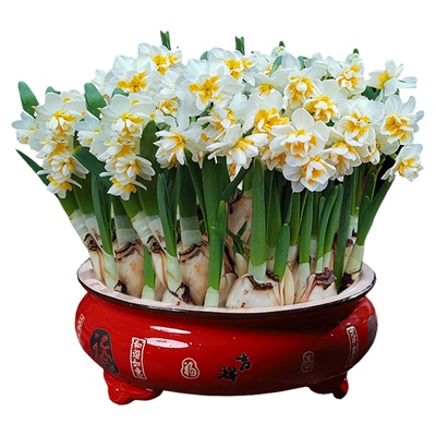 复瓣水仙花大种球水养植物重瓣花