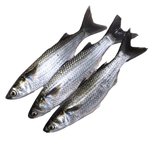 【生鲜乌鱼】德裕隆新鲜冷冻乌鱼海鲜水产冻品顺丰包邮1500g